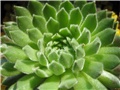 sempervivum ciliosum